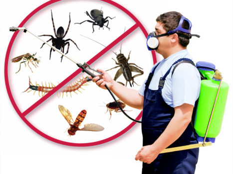 Opt to Contact The Best Services For Pest Control Gold Coast